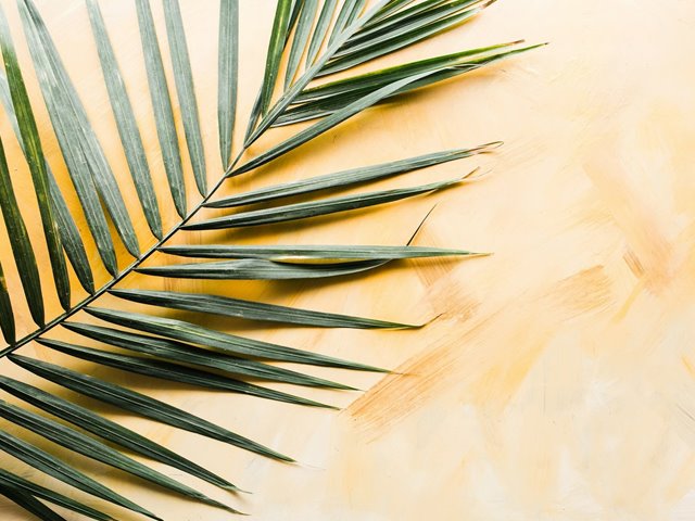 Søndag 29. mars KL.11.00: Velkommen til gudstjeneste  Palmesøndag. 