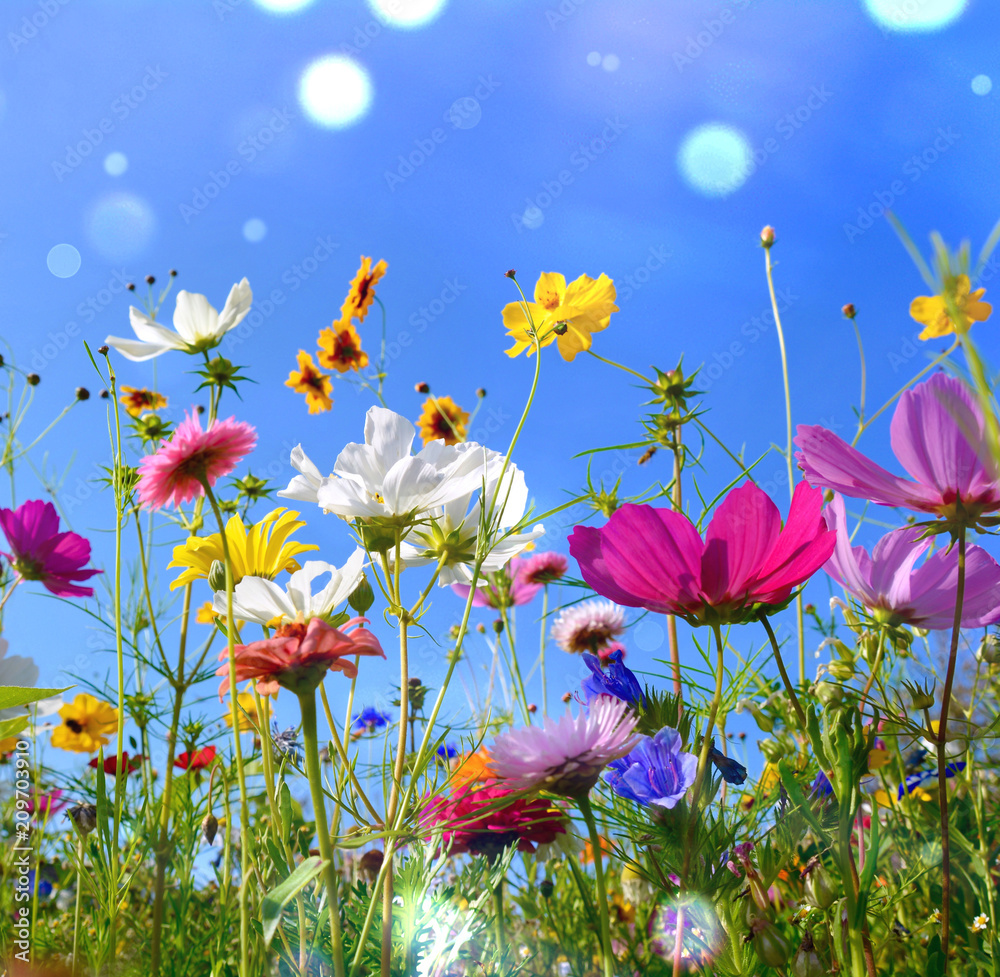 1sommerbilde