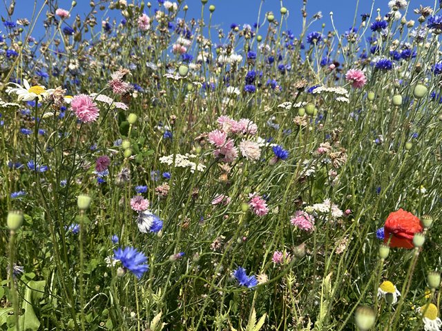 Siste felles sommergudstjeneste
