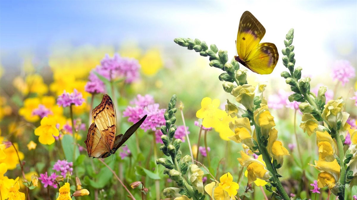 5sommerbilde