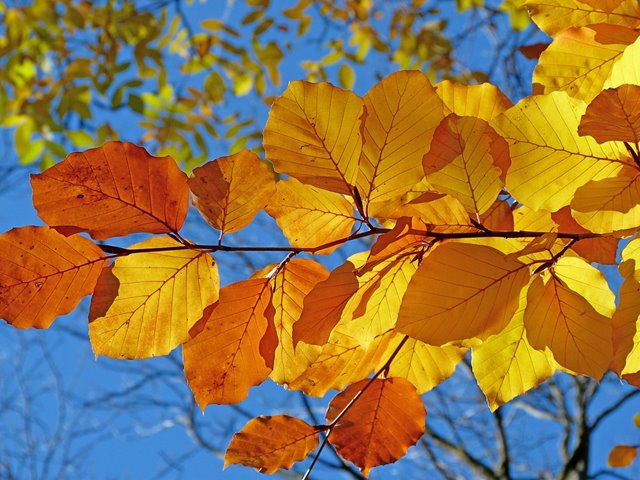 HØSTFEST - med bevertning. Program kommer her senere.