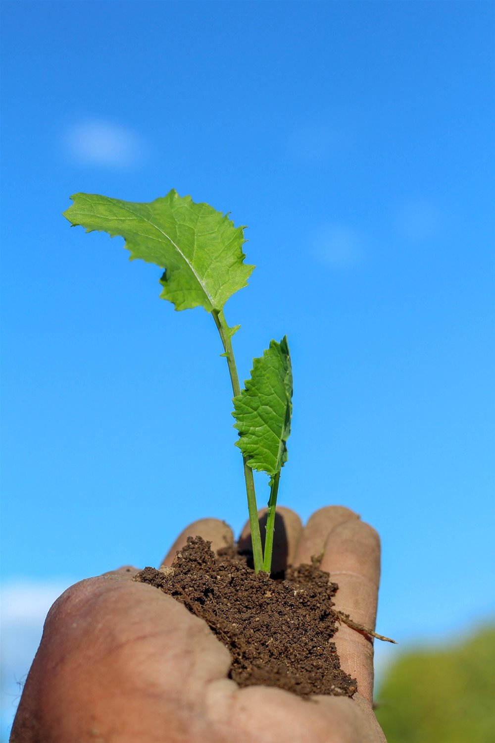 plant-6662155_1920